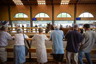 Indoor parade ring at Karaka.